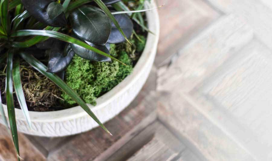 Houseplant Dos and Dont’s